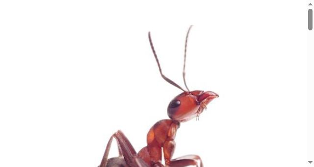 Screenshot of gi-ant.co