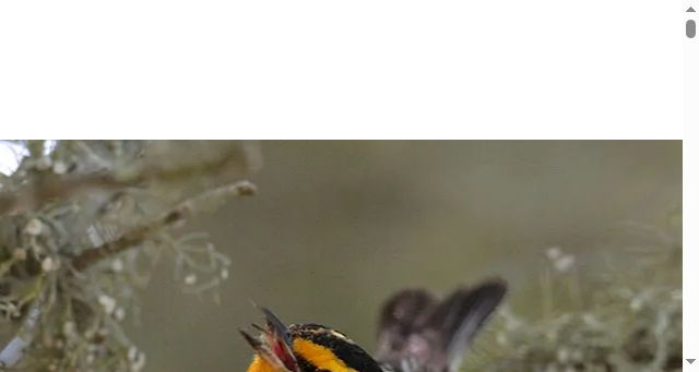 Screenshot of houstonaudubon.org